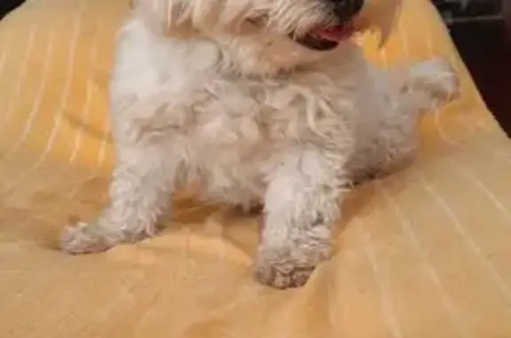 Petit bichon mâle trouvé à Pirou Plage - photo