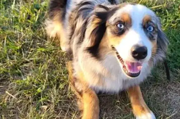 Lost Blue Merle Aussie Shepherd in Galloway