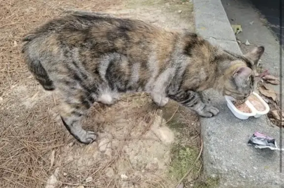 Found: Sweet Tabby Cat at Grand Oasis Apts