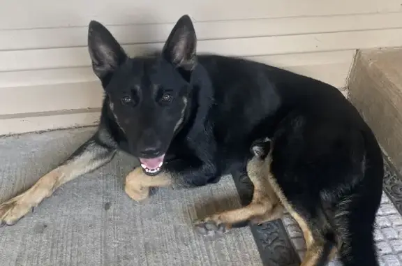 Found: Gentle Male Shepherd, S. Flores St, SA