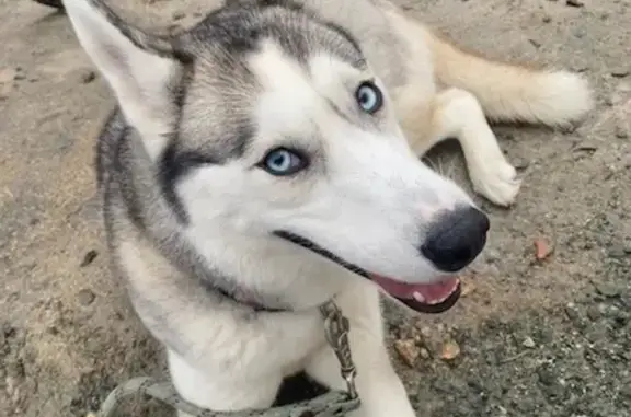 Chien perdu Soubise, photo : Husky crème/blanche perdu, Paris 29 Maunoury