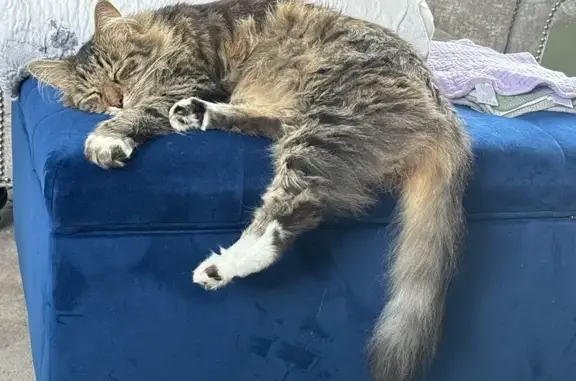 Lost Maine Coon Mix: Brown/Tan, White Paws