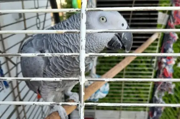 Animaux perdus Sedan, photo: Perdu: Gris du Gabon nommé Rio à Sedan