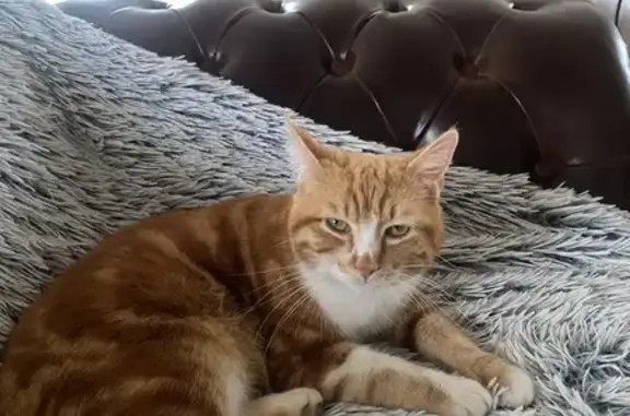 Chat perdu, Pélussin, photo: Chat mâle blanc et roux disparu à Pélussin