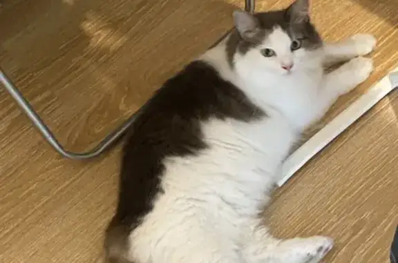 Animaux trouvés , photo: Chat trouvé à Ronchin, femelle non pucée