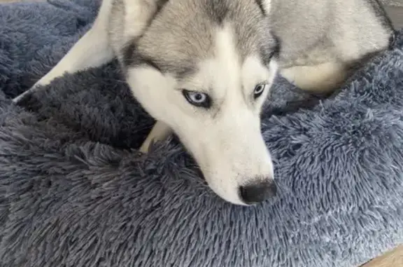 Chien perdu Soubise, photo : Husky blanche perdue, collier bleu, Soubise