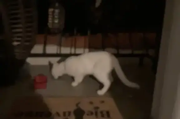 Chat blanc trouvé, sociable, Route de Gaure - photo