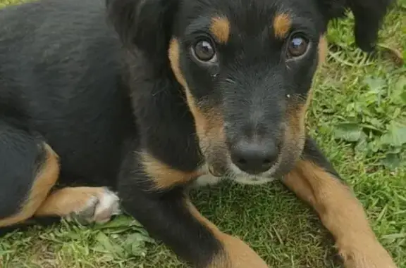 Chiot trouvé non identifié à Josselin - photo