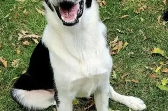 Lost Springer Spaniel Puppy: Hazel in Oconomowoc