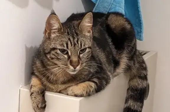 Animaux perdus Olivet, photo: Chatte tigrée perdue à Olivet, rue Rodolphe