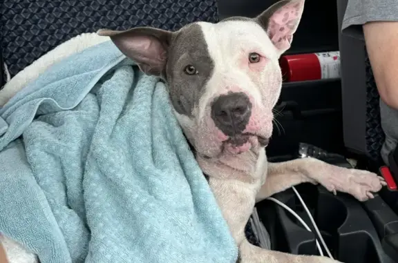 Found Dog: Sweet White & Gray, 20th St N, Arlington