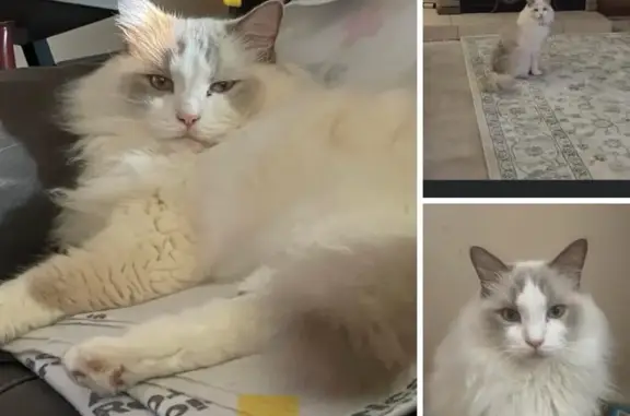 Lost Ragdoll Cat: Lilac Bicolor in Arlington