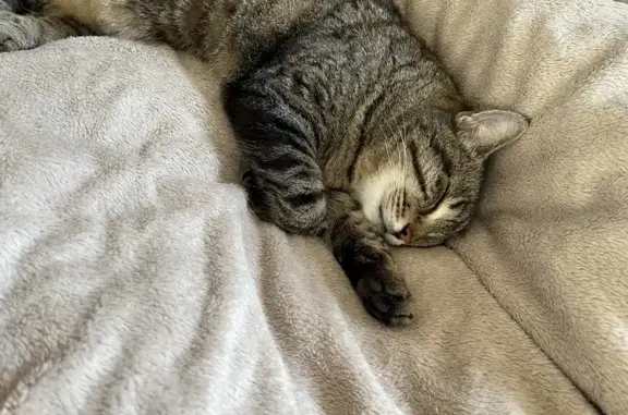 Chat perdu, Cagnes-sur-Mer, photo: Chat européen gris perdu à Cagnes-sur-Mer