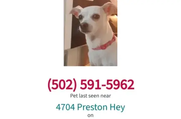 Lost White Chihuahua, 7 Yrs, Preston Hwy Area