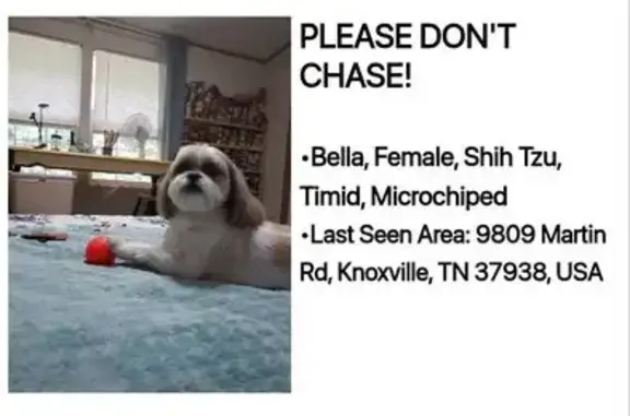 Lost Shih Tzu: White/Tan/Brown in Knoxville