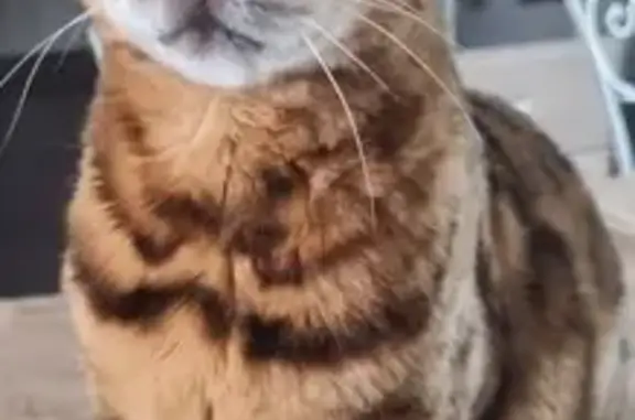 Chat perdu, Uckange, photo: Chat Bengal mâle perdu à Uckange 29 août