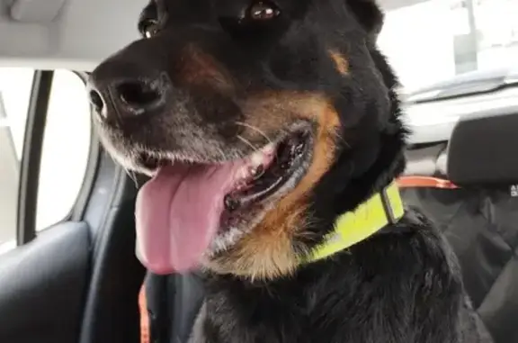 Animaux trouvés La Bernerie-en-Retz, photo: Beauceron femelle noire et feu trouvée 44