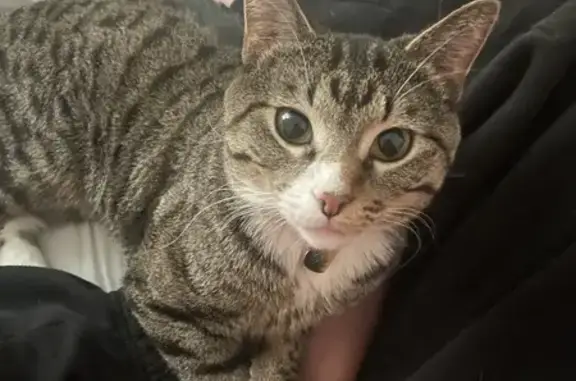 Missing Tabby: Greywall Lane, Huntley