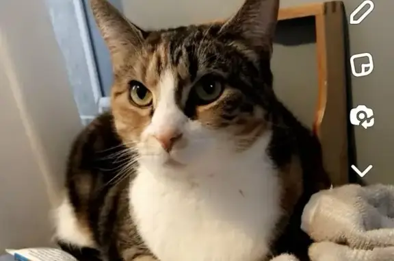 Missing Calico Cat Sasha - Cary, Green Eyes