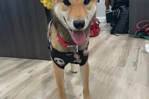 Lost Shiba Inu in Baldwin Park - Help!