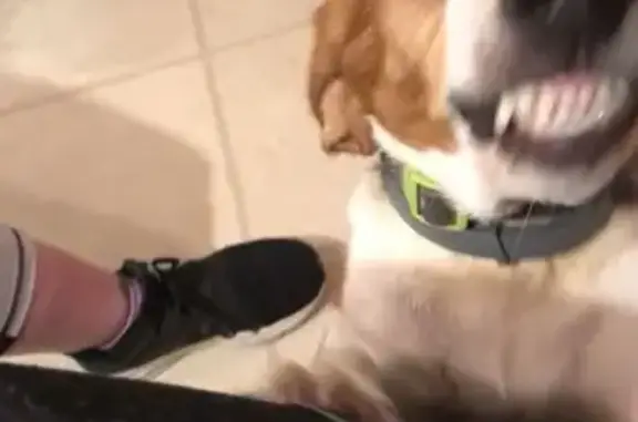 Lost Beagle: Friendly but Skittish - Rustburg