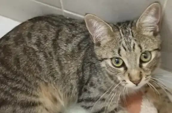 Chatte tigrée sociable trouvée à Mauguio - photo