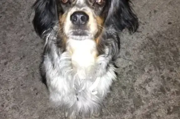 Chien trouvé , photo: Épagneul trouvé à Neyrac-les-Bains