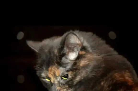 Lost Cats: Tortie & Silver Female in Lehigh