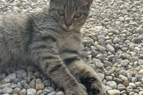 Chat trouvé à Le Bois Derré, Eancé - photo