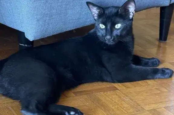 Chat noir trouvé, domestique, 8 mois, Marseille - photo
