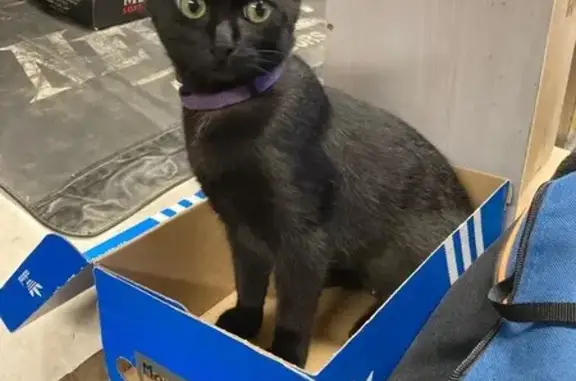 Animaux perdus Poitiers, photo: Chat noir disparu à Poitiers sud