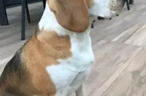 Chien perdu , photo : Chien disparu: Tina, 2 ans, Ledringhem