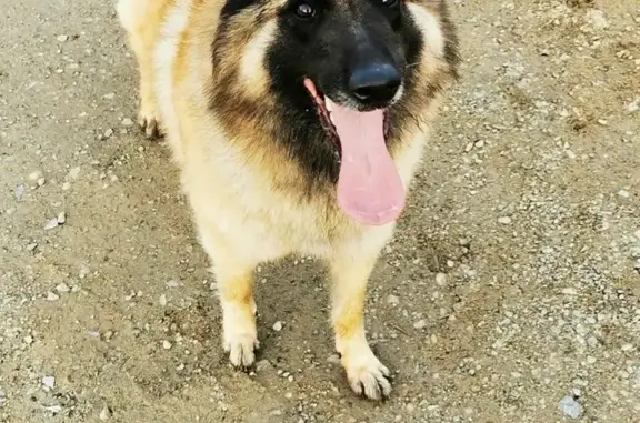 Chien perdu : Berger belge femelle, Quelaines - photo
