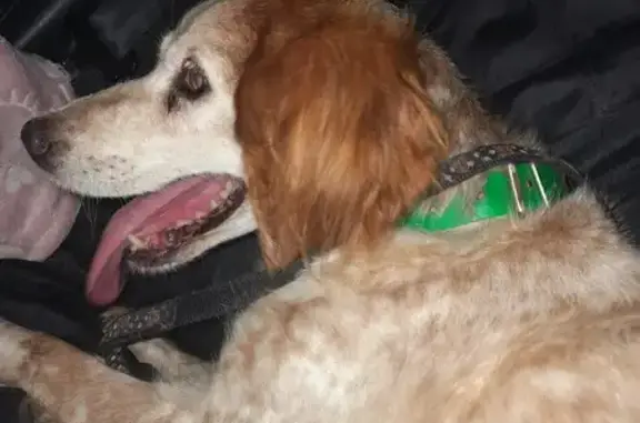 Chien trouvé Beauvoir-sur-Mer, photo: Épagneul breton femelle trouvée à Beauvoir