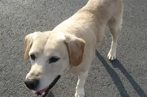 Chien trouvé , photo: Chien trouvé: Labrador sable mâle à Saint-Aubin