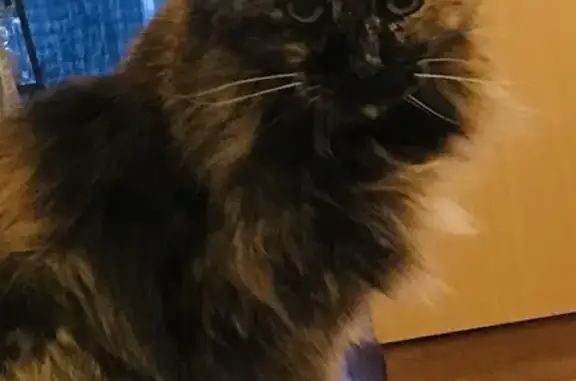Animaux perdus Périgueux, photo: Chat perdu : Calyptus, 17 ans, vue le 19/09