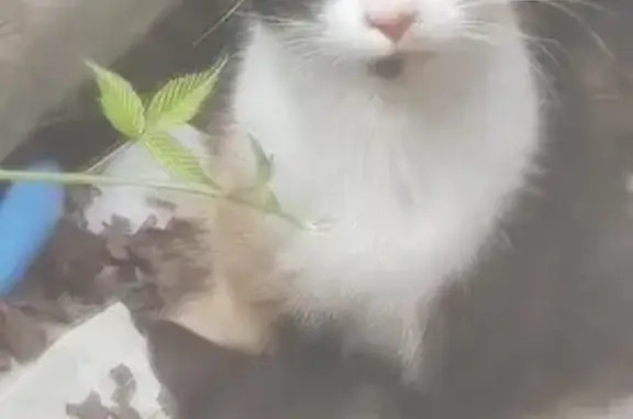 Petite chatte tachetée trouvée à Bressey - photo