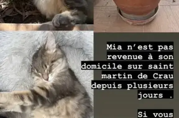 Chat perdu, Saint-Martin-de-Crau, photo: Chat européen gris-crème disparu, 2 ans, St-Martin