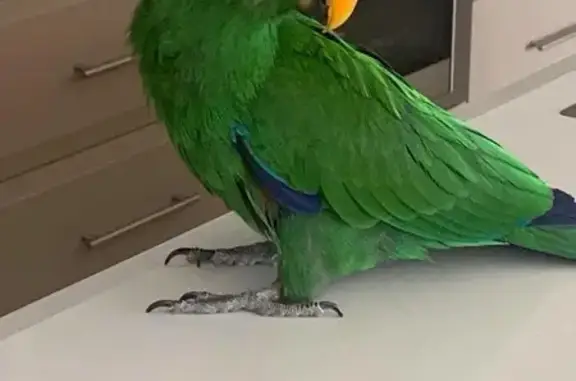 Lost Eclectus Parrot - Green with Red Wings