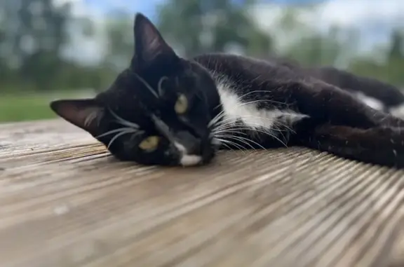 Chat perdu, Saint-Quentin-de-Baron, photo: Chat Noir et Blanc Perdu à St-Quentin-de-Baron