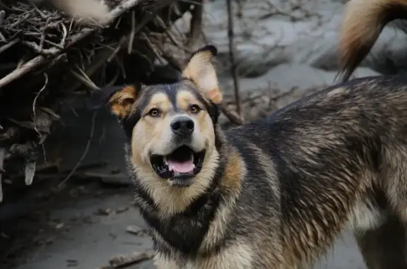 Animaux perdus Châteaubriant, photo: Chien croisé malamute perdu à Châteaubriant