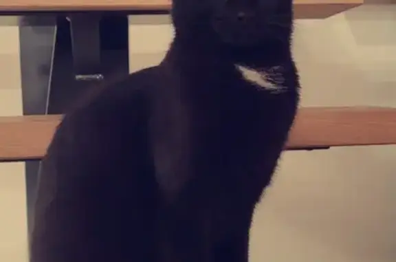 Chat perdu, , photo: Chatte noire perdue, 2 ans, Rue aux Œufs