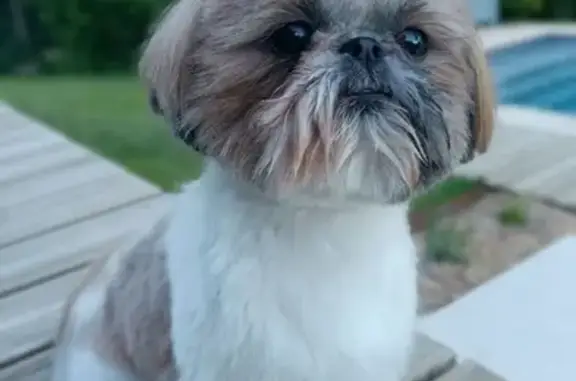 Animaux perdus Redon, photo: Shih-tzu femelle 3 ans perdue à Redon