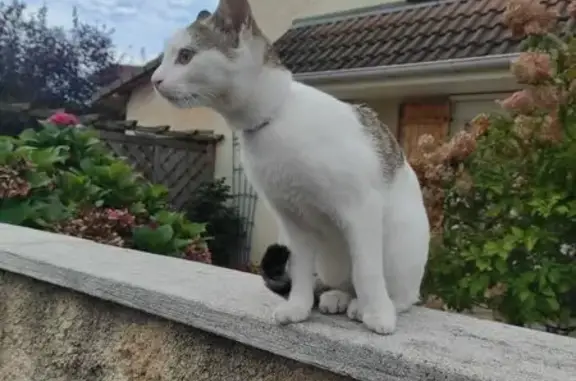 Chatte tricolore trouvée avec collier violet - photo