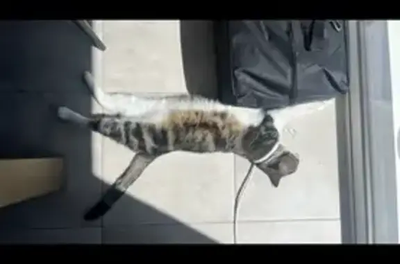 Animaux perdus Guipavas, photo: Chat disparu à Guipavas, rue Anita Conti