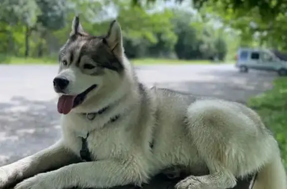 Animaux perdus , photo: Husky mâle disparu à Puymaurin