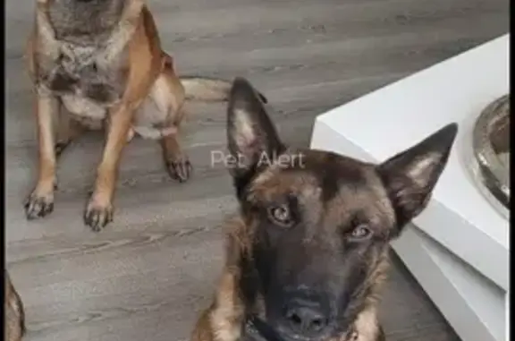 Chien perdu Montigny-sur-Loing, photo : Deux Malinois disparus à Montigny-sur-Loing