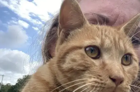 Chatte rousse trouvée Rue de l'Hôtel de ville - photo