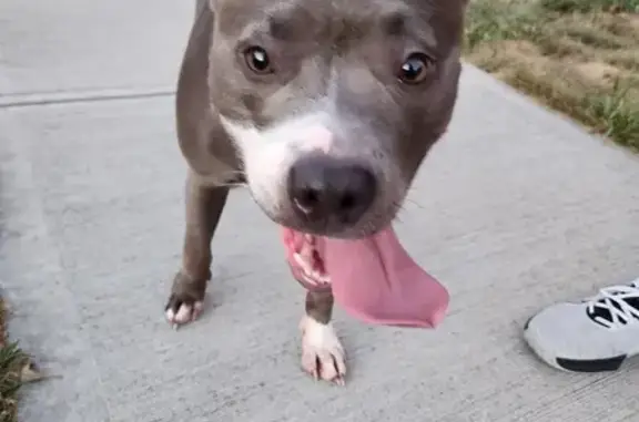 Found Friendly Grey & White Pitbull on Woodland Dr