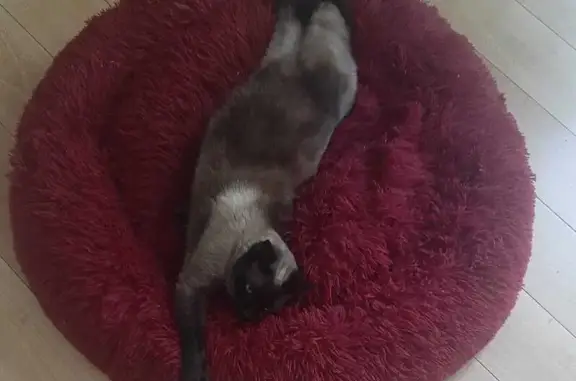 Animaux perdus Canohès, photo: Chat Thai mâle perdu, Rue Hyacinthe Rigaud